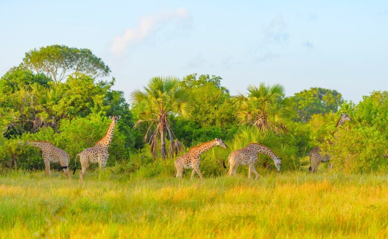 Giraffes in a Safari park in Kenya by Dunat tours and car hire.